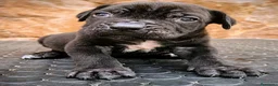 Cane Corso perros en venta: Cane corso - Anuncio 1
