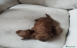 Caniche Toy perros en venta: CANICHES TOYS EXPECTACULARES  - Imagen 4
