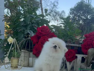 Pomerania perros Pomerania lulu Toy blanco macho super peludo - Anuncio 2
