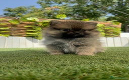 Pomerania perros en venta: POMERANIA MACHO - Imagen 20