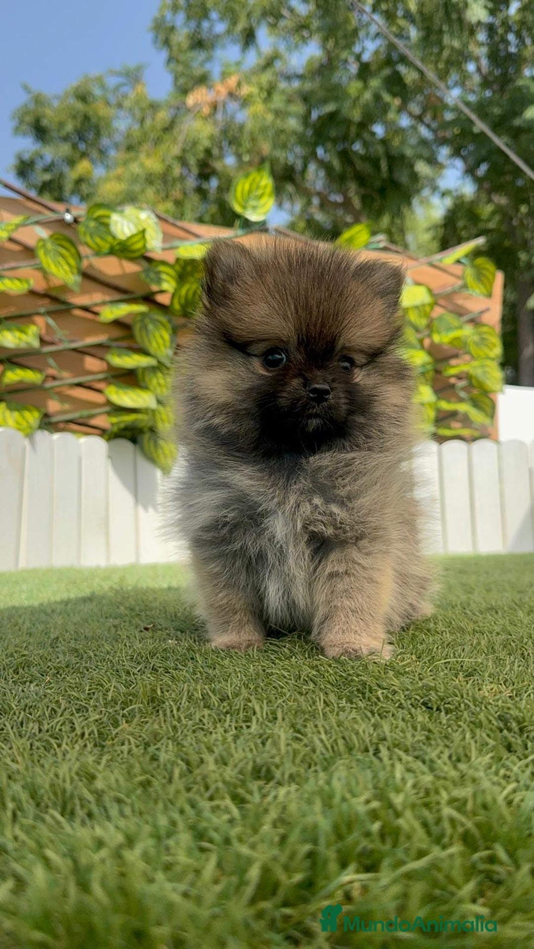 Pomerania perros en venta: POMERANIA MACHO - Imagen 20