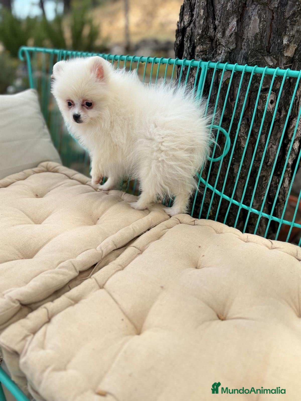 Pomerania perros Pomerania disponible!!! - Anuncio 1