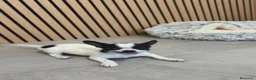 Chihuahua perros en venta: Chihuahua hembra preciosa  - Anuncio 3