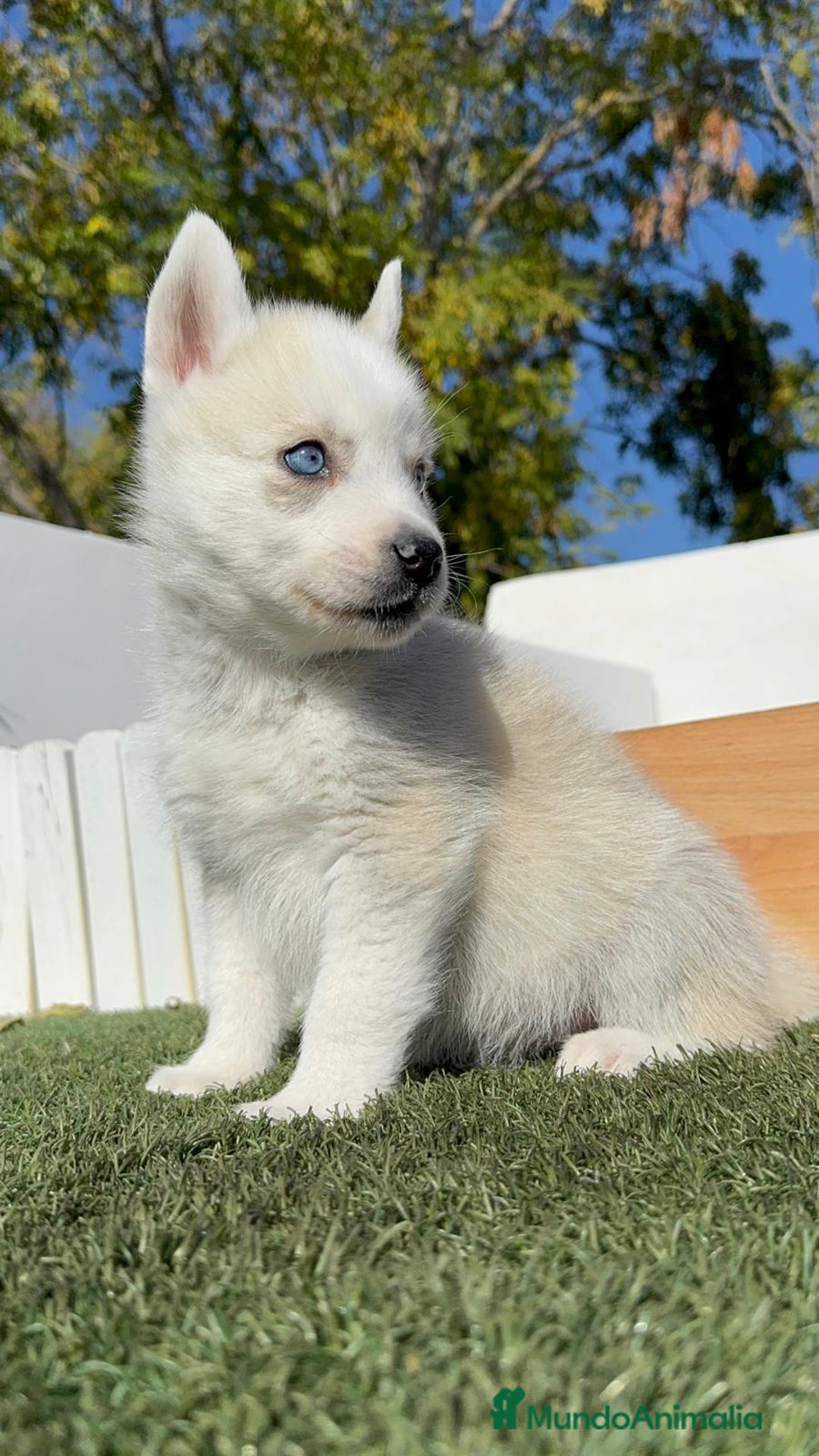 Husky Siberiano perros en venta: HUSKY SIBERIANO - Anuncio 11