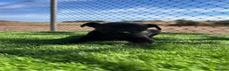 Pequeño Lebrel Italiano perros en venta: Piccolo hembra🩷🐾 - Anuncio 2