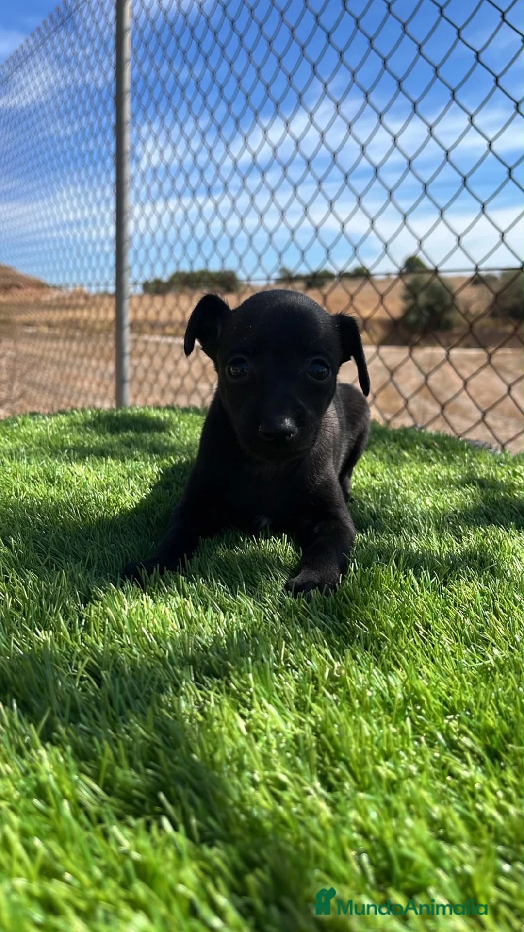 Pequeño Lebrel Italiano perros en venta: Piccolo hembra🩷🐾 - Anuncio 2