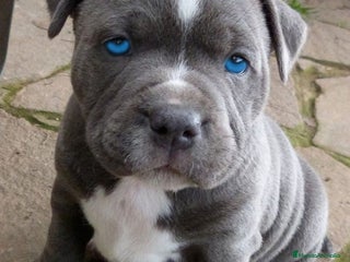 American Staffordshire-Terrier perros en Sevilla - Anuncio 18