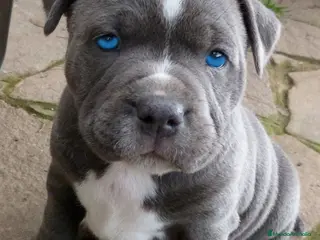 American Staffordshire-Terrier perros AMERICAN STAFFORD BLUE OJOS AZULES en Sevilla - Anuncio 2