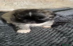 Shih Tzu perros en venta: Shih tzu - Imagen 4