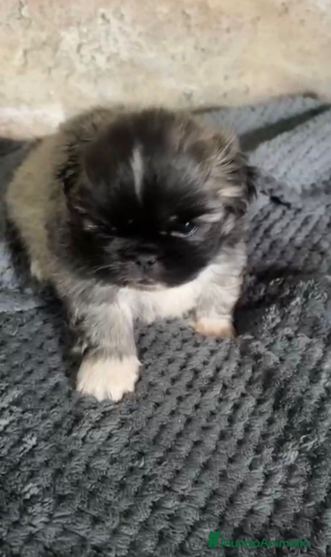 Shih Tzu perros en venta: Shih tzu - Imagen 4