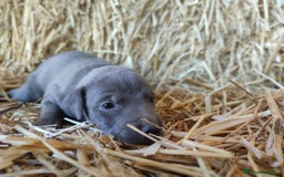 Whippet perros en venta: Whippet  - Imagen 3
