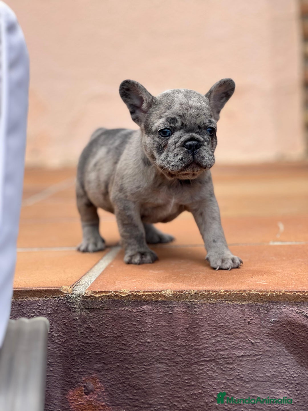 Bulldog Francés perros en venta: BULLDOG FRANCES MACHO MERLE TRILILAC  - Imagen 4