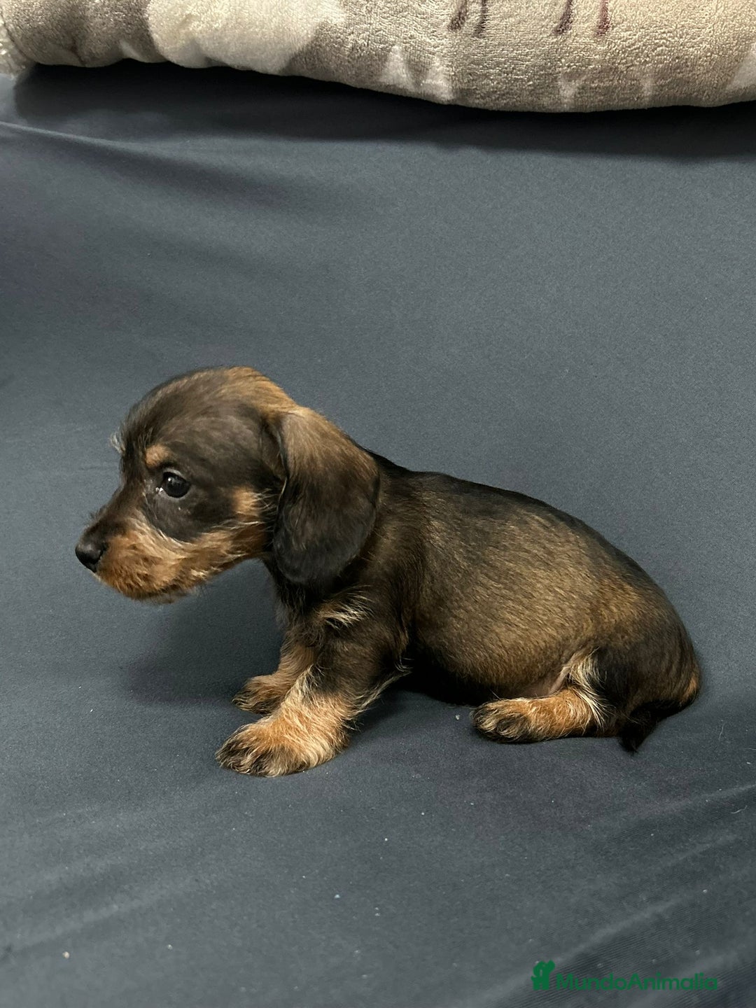 Teckel Miniatura perros en venta: Teckel mini pelo duro  - Anuncio 5