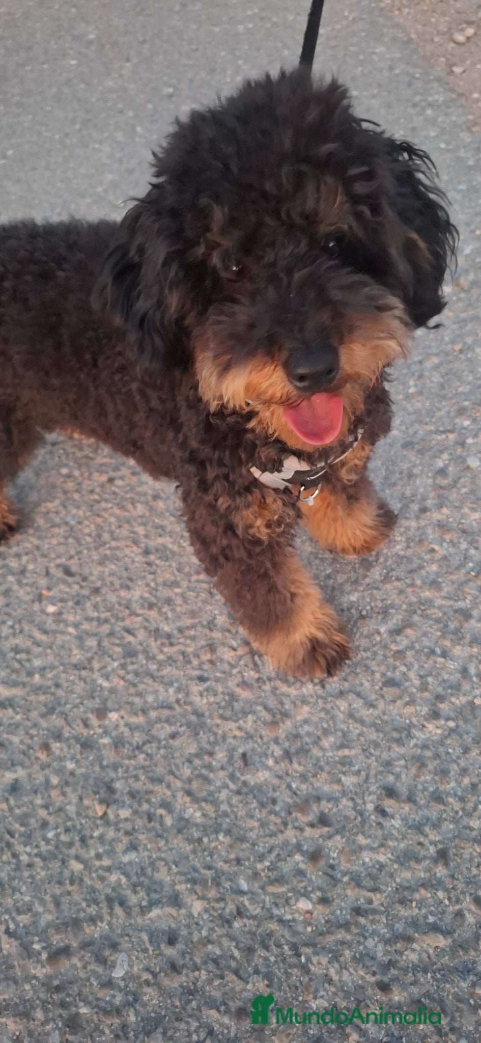 Caniche Enano perros en venta: Caniche enano macho en Zaragoza - Anuncio 3