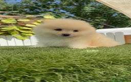 Pomerania perros en venta: POMERANIA BLANCA HEMBRA  - Imagen 14