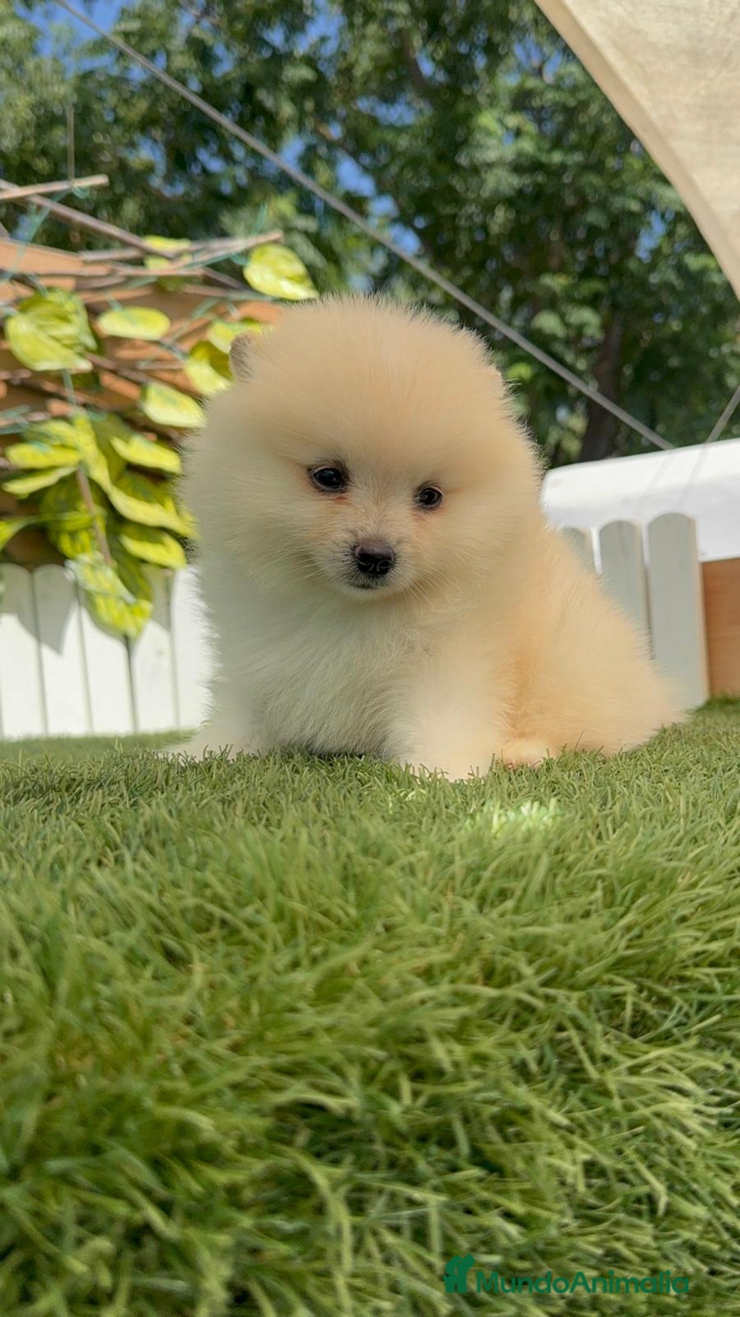 Pomerania perros en venta: POMERANIA BLANCA HEMBRA  - Imagen 14