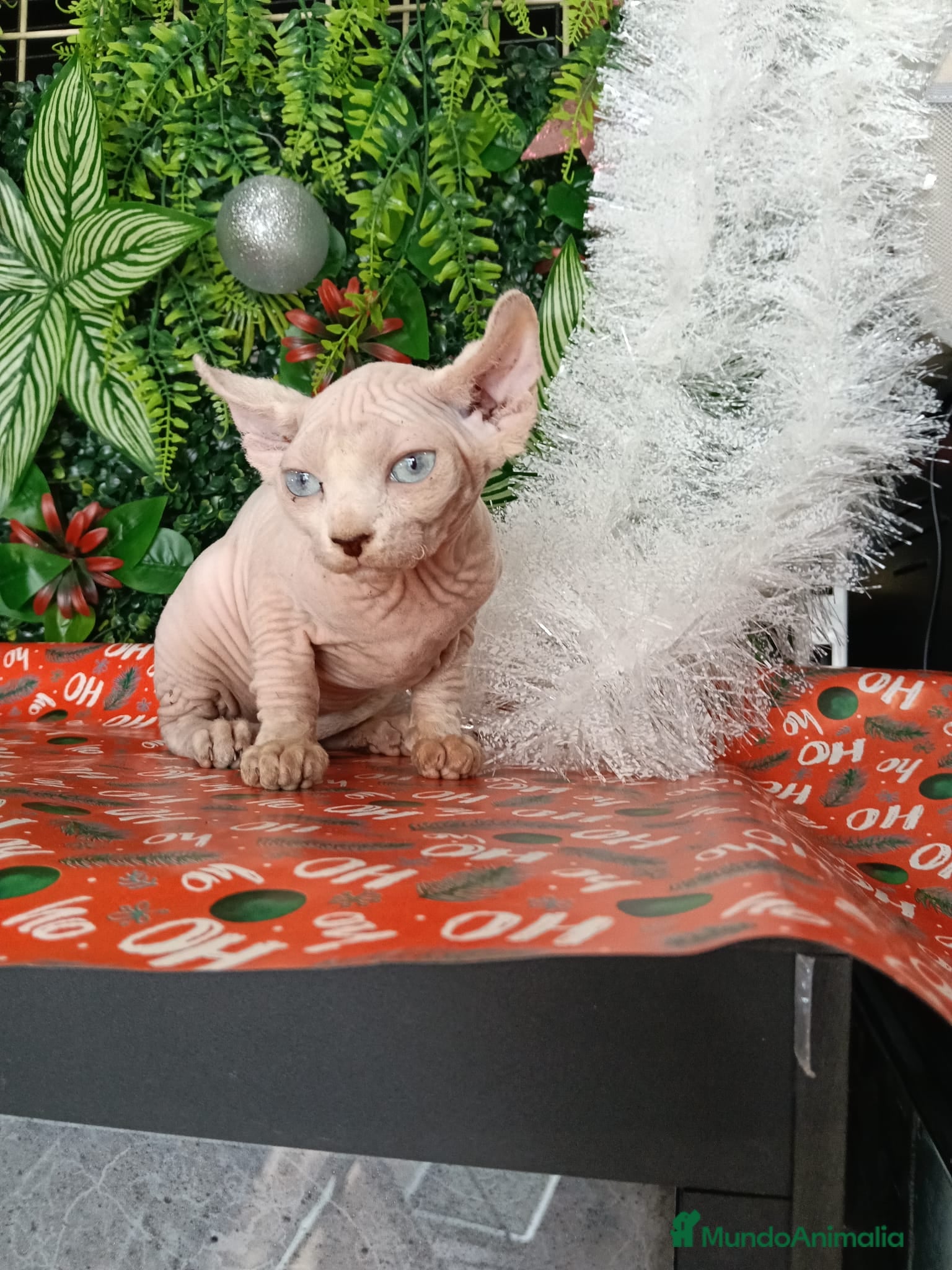 Sphynx gatos Gata egipcia  - Anuncio 12