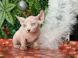 Sphynx gatos Gata egipcia - Anuncio 2