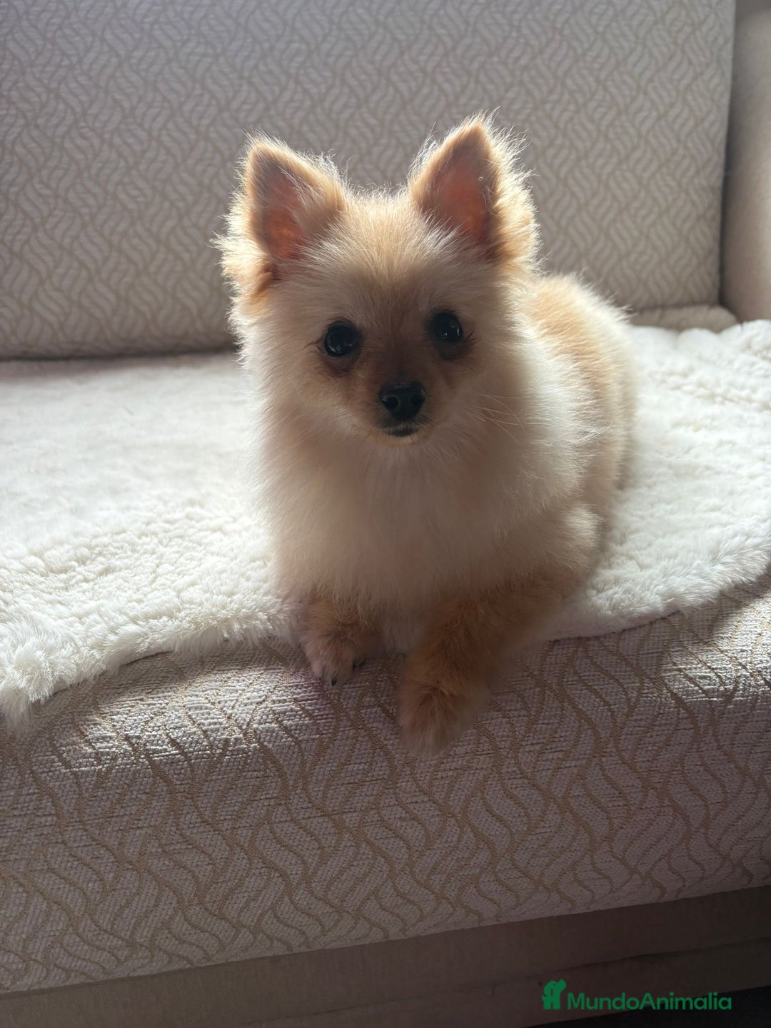 Pomerania perros en venta: pomerania toy tiene 9 meses pesa 2 kilo 200 gramos - Anuncio 9
