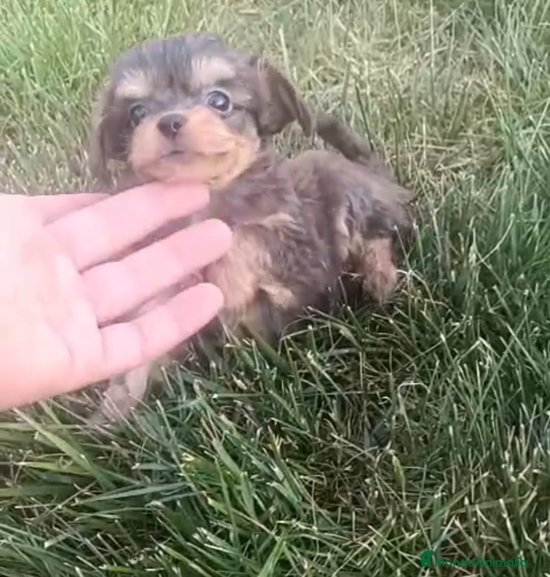 Chihuahua perros Preciosa camada de Chihuahua en Granada - Anuncio 2