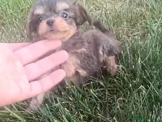 Chihuahua perros Preciosa camada de Chihuahua en Granada - Anuncio 13