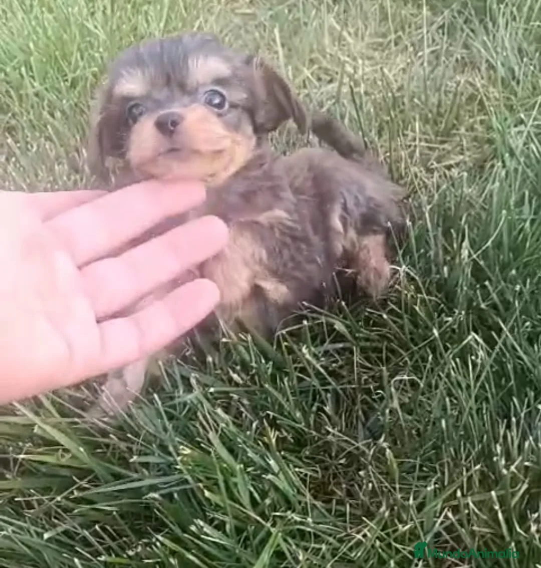 Chihuahua perros en venta: Preciosa camada de Chihuahua en Granada - Anuncio 1