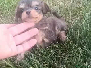 Chihuahua perros Preciosa camada de Chihuahua en Granada - Anuncio 1