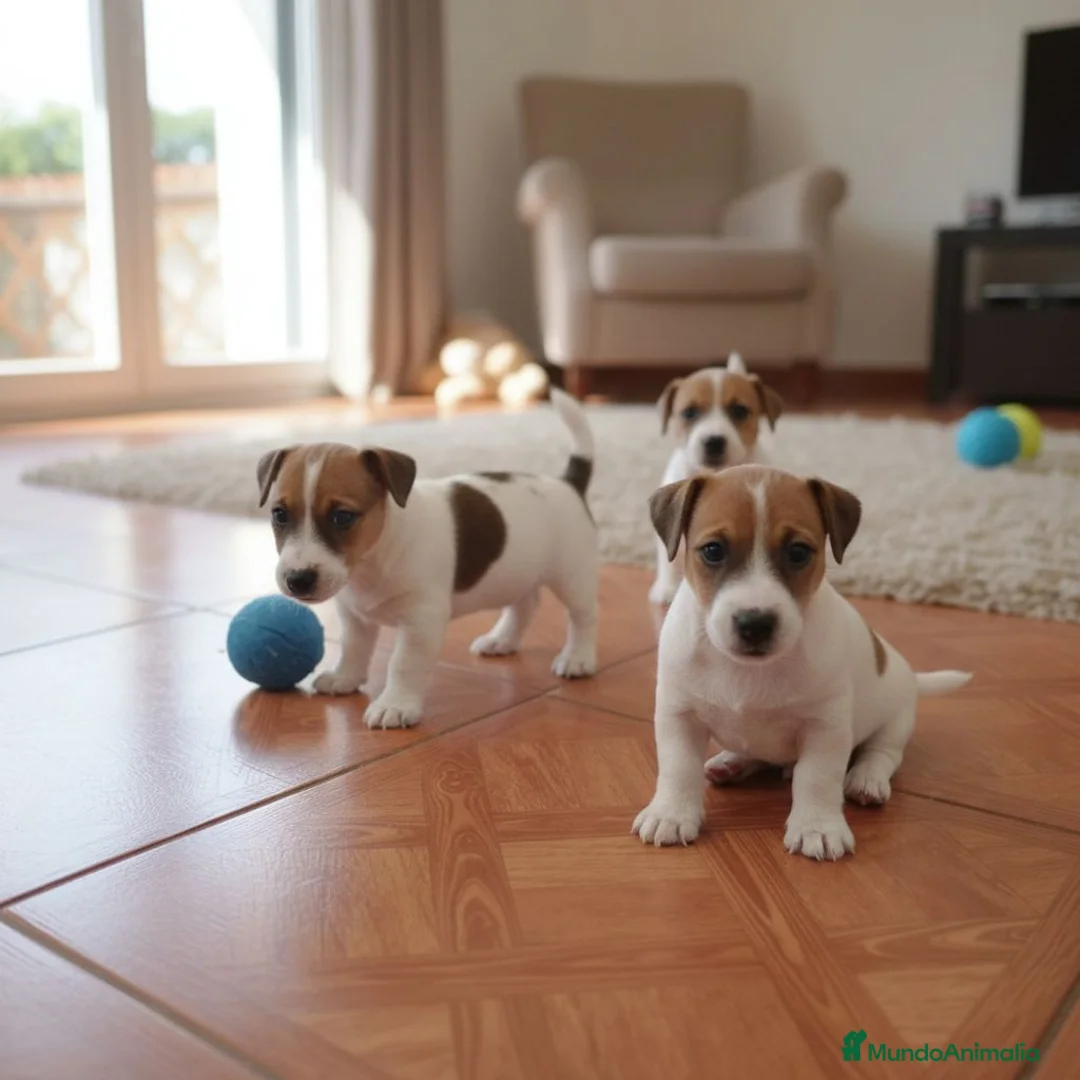 Jack Russell Terrier perros en venta: Cachorros Jack Russell criados en familia - Anuncio 1