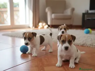 Jack Russell Terrier perros Cachorros Jack Russell criados en familia - Anuncio 2