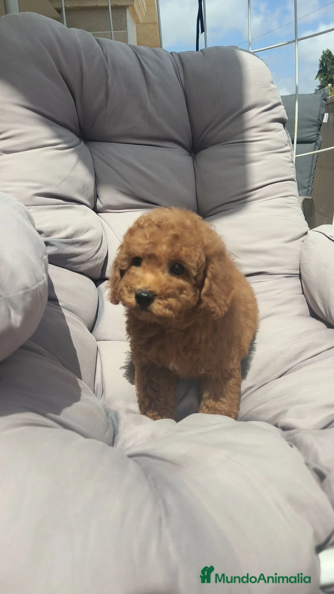 Caniche Toy perros en venta: Caniches Toy rojos disponibles  - Anuncio 2