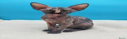 Sphynx gatos en venta: Preciosa hembrita sphynx  - Anuncio 4