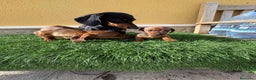 Teckel Miniatura perros en venta: Teckel Kaninchen macho Merle chocolate diluido  - Anuncio 18