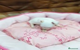 Chihuahua perros en venta: CHIHUAHUA TOY  - Imagen 4