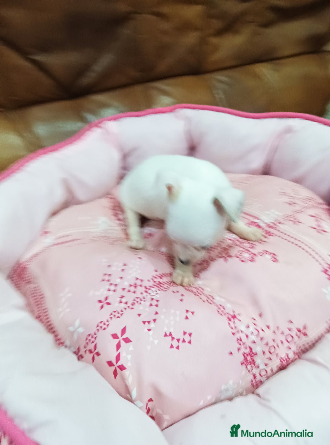 Chihuahua perros en venta: CHIHUAHUA TOY  - Imagen 4