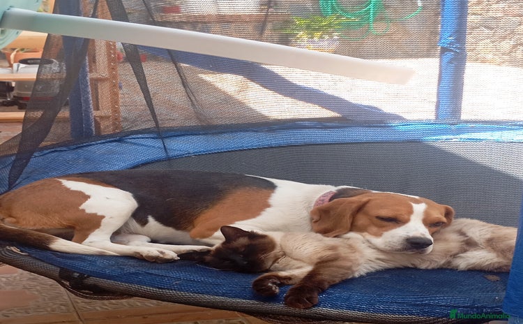 Beagle perros - Propaganda 1