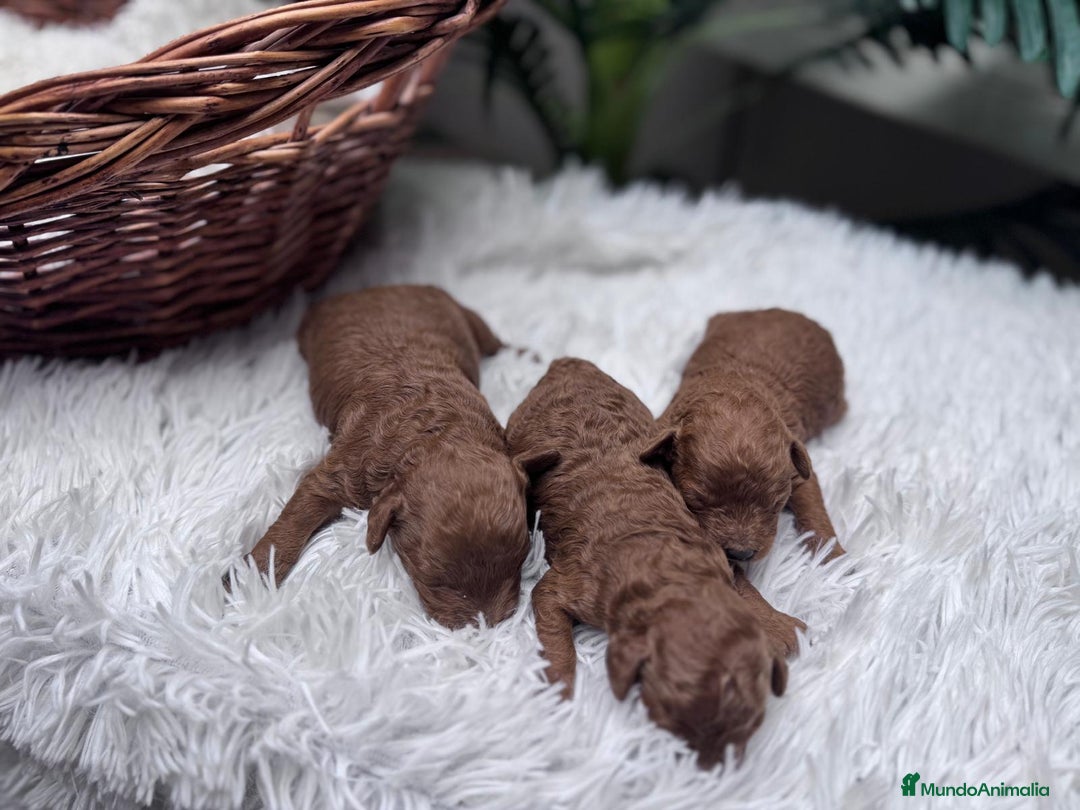 Caniche Toy perros en venta: CANICHE ROJO - Anuncio 1