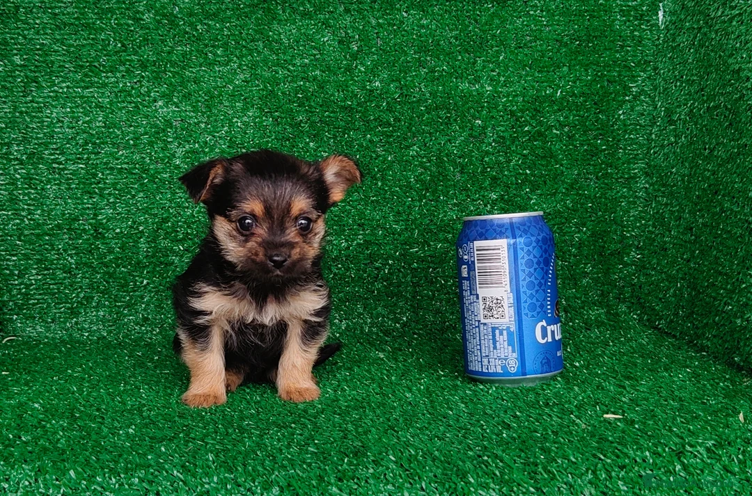 Yorkshire Terrier perros en venta: Yorkshire terrier  - Anuncio 5