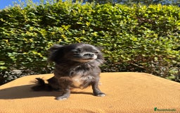 Chihuahua perros en venta: Excelentes chihuahuas azules - Imagen 2