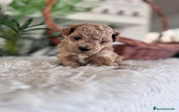 Caniche Toy perros en venta: CANICHE TOY MACHO - Imagen 3