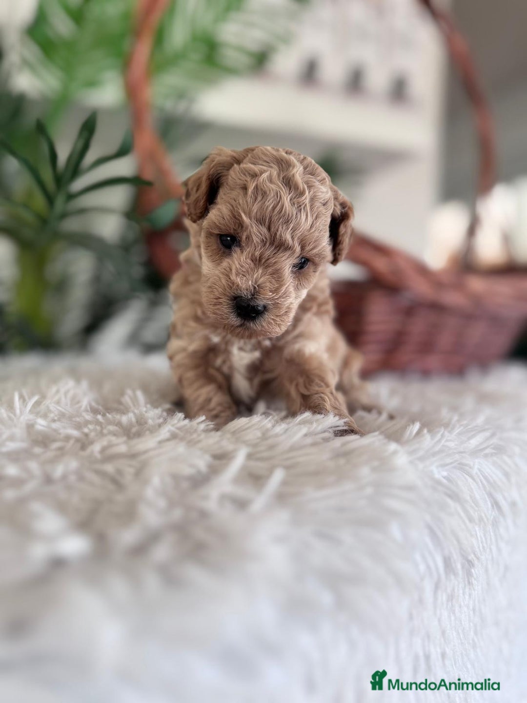 Caniche Toy perros en venta: CANICHE TOY MACHO - Imagen 3