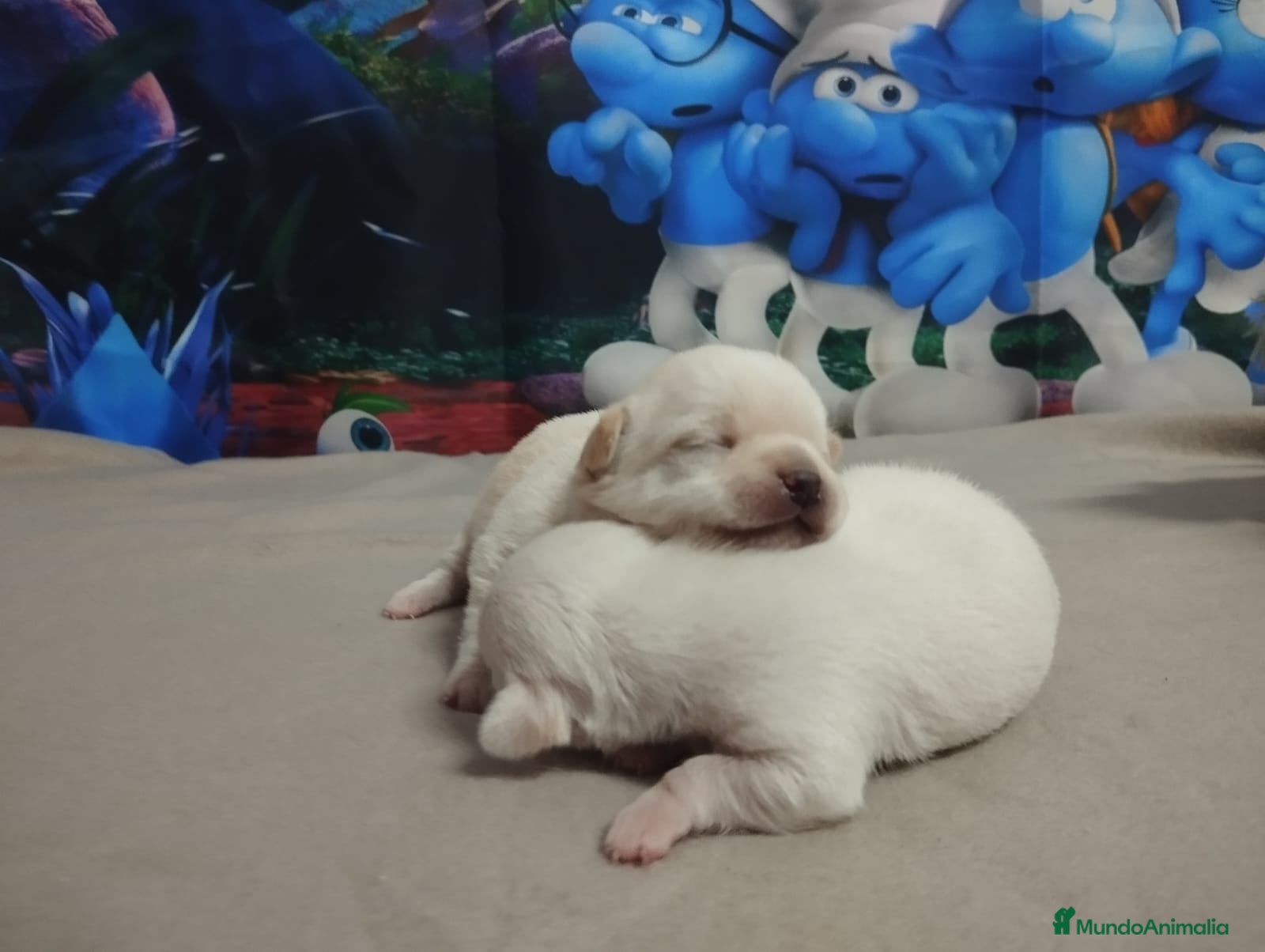 Chihuahua perros Chihuahuas toy cabeza de manzana  - Anuncio 4