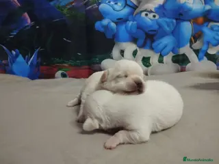 Chihuahua perros Chihuahuas toy cabeza de manzana - Anuncio 4