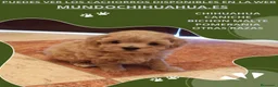 Caniche Toy perros en venta: IMPRESIONANTES CANICHES LINEA TOY  - Anuncio 11