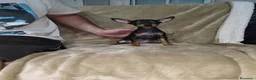 Pinscher Miniatura perros en venta: Pinscher miniatura negro fuego🐶🐾 - Anuncio 4