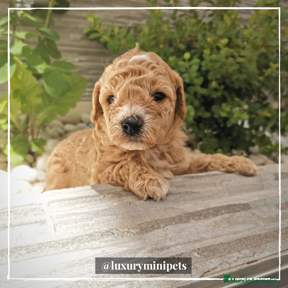 Maltipoo perros Camada de Maltipoo en Madrid - Anuncio 2