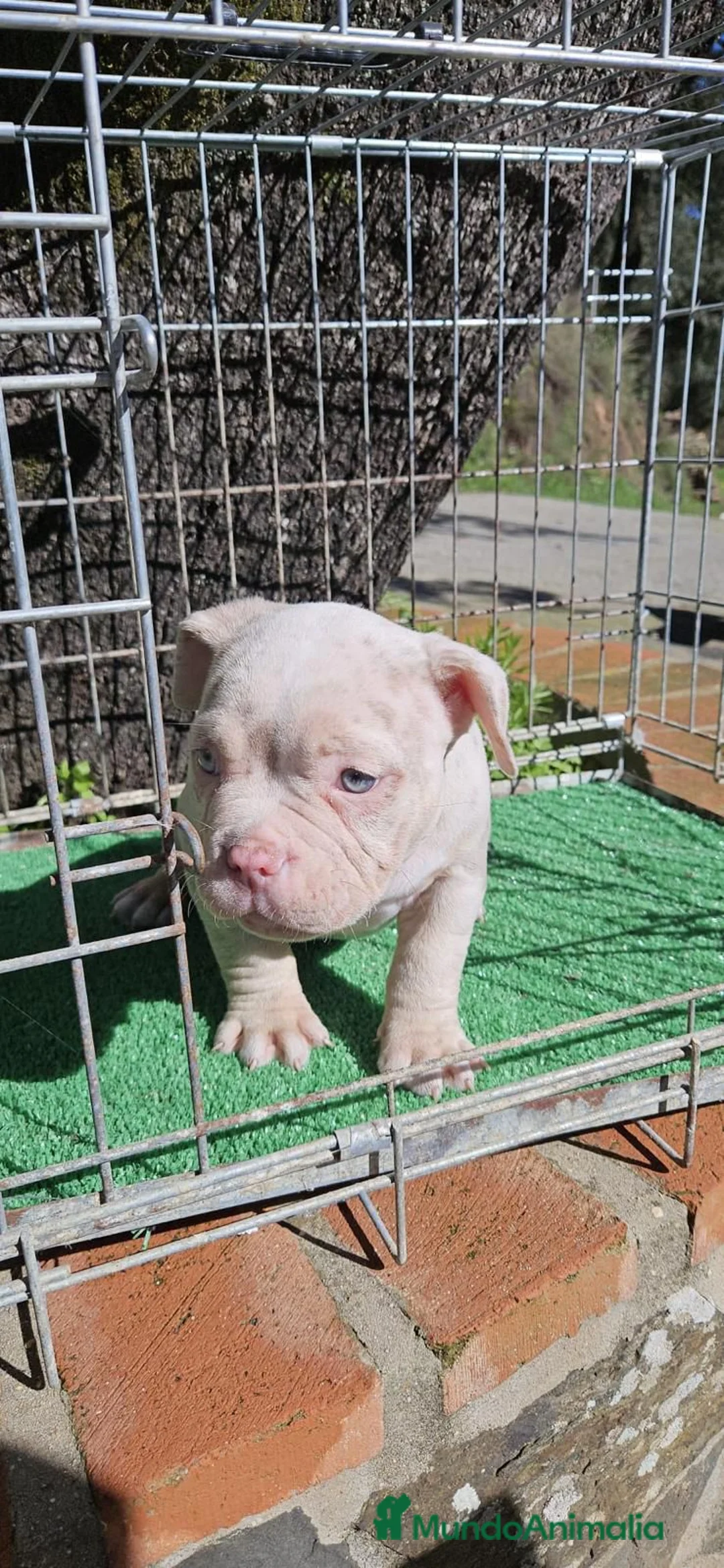 American Bully perros en venta: American Bully hembra micro una pasada  - Anuncio 3
