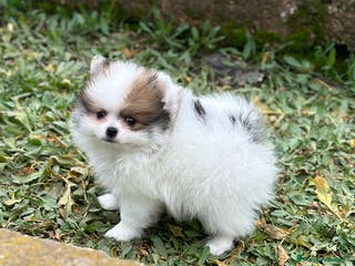 Pomerania perros LULU DE POMERANIA BICOLOR! en Barcelona - Anuncio 16