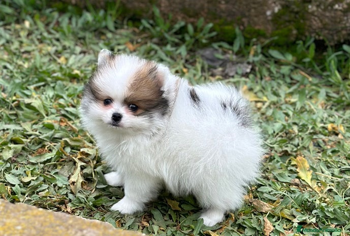 Pomerania perros LULU DE POMERANIA BICOLOR! en Barcelona - Anuncio 1