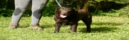 Labrador Retriever perros en venta: Cachorros de Labrador Retriever Negros - Anuncio 18