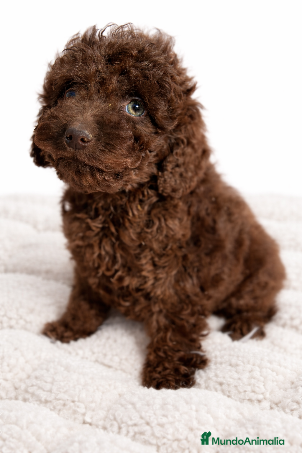 Perro de Agua Español perros Pdae chocolate  - Anuncio 2